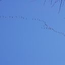 wild, sky, common crane