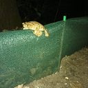 toad, toad fence