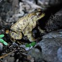 plant, toad