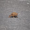 toad, asphalt