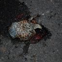 toad, asphalt, death
