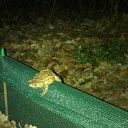 toad, toad fence