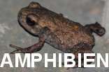 Amphibienschutz